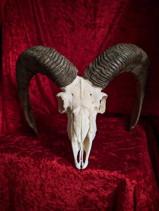 Mouflon Skull (40cm)