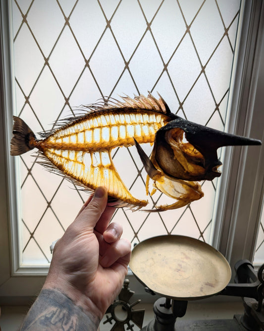 Naso brevirostris (Spotted Unicornfish) Skeleton 38cm