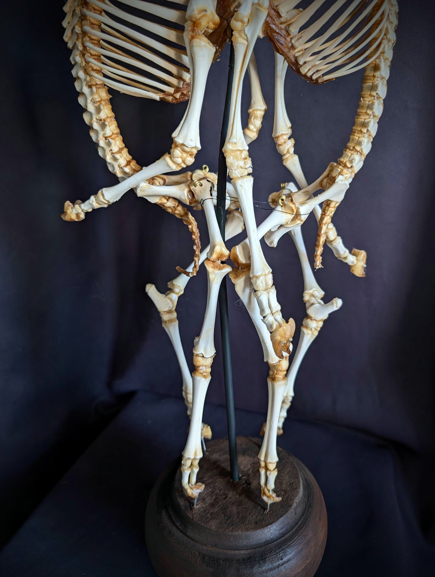 Exceptionally Rare conjoined twin sheep skeleton (Cephalothoracoventropagus).
Standing 60 cm (23.6 inches)
