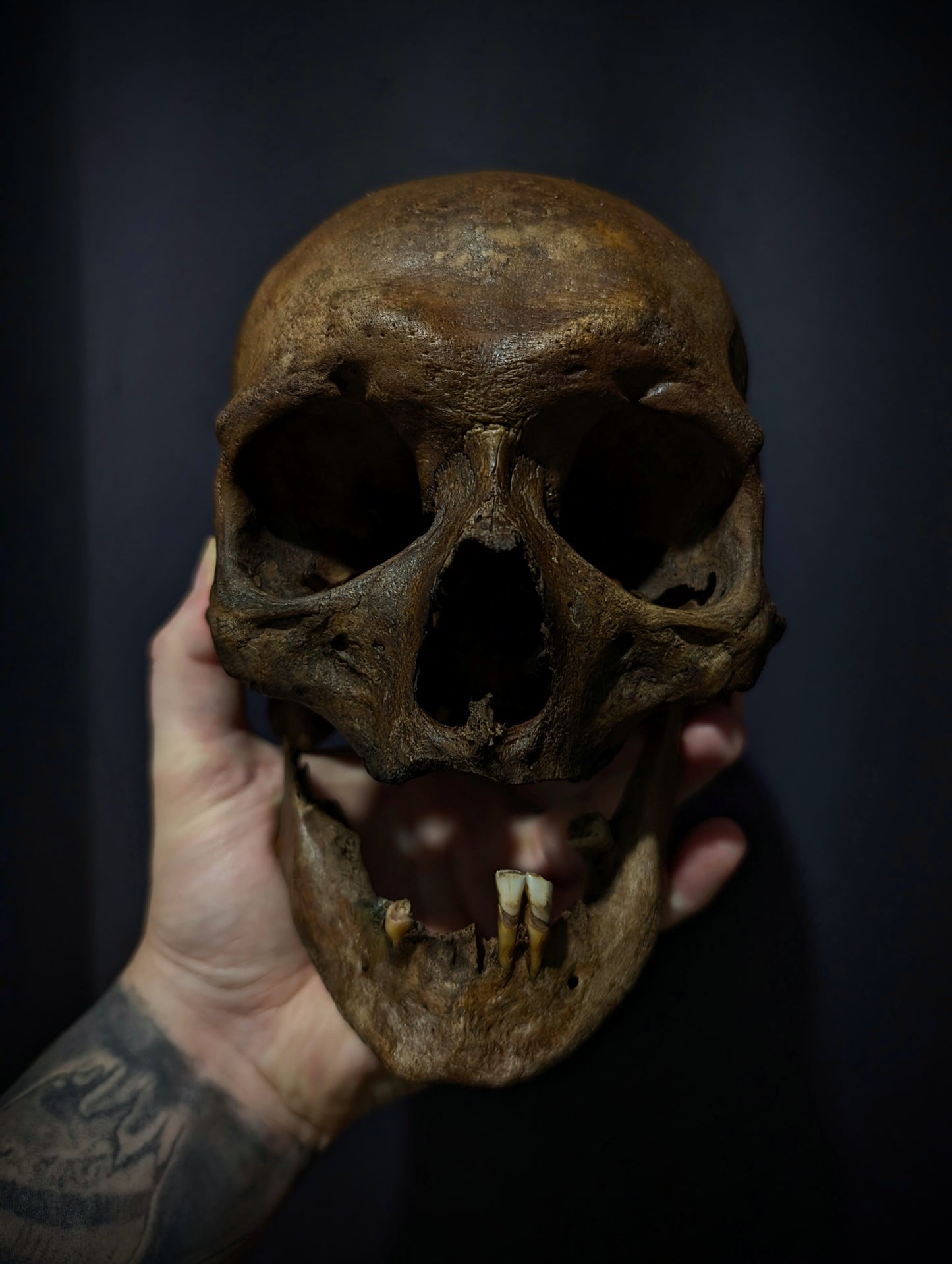 A beautiful antique skull from the 19th century with a dark patina (from a private collection in Italy)