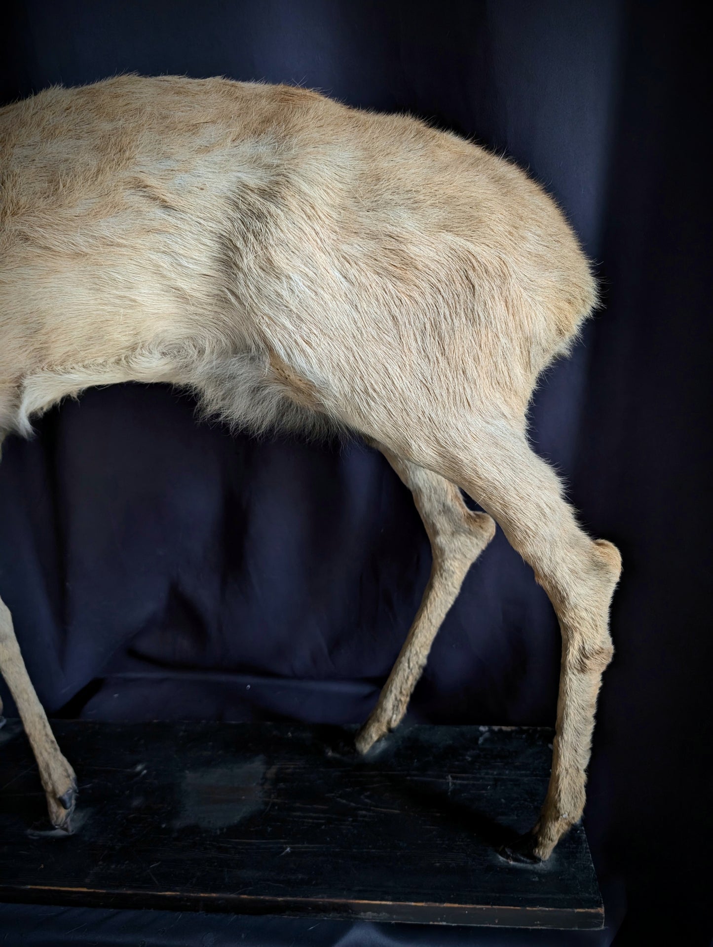Vintage taxidermy of Deer from the 1950's