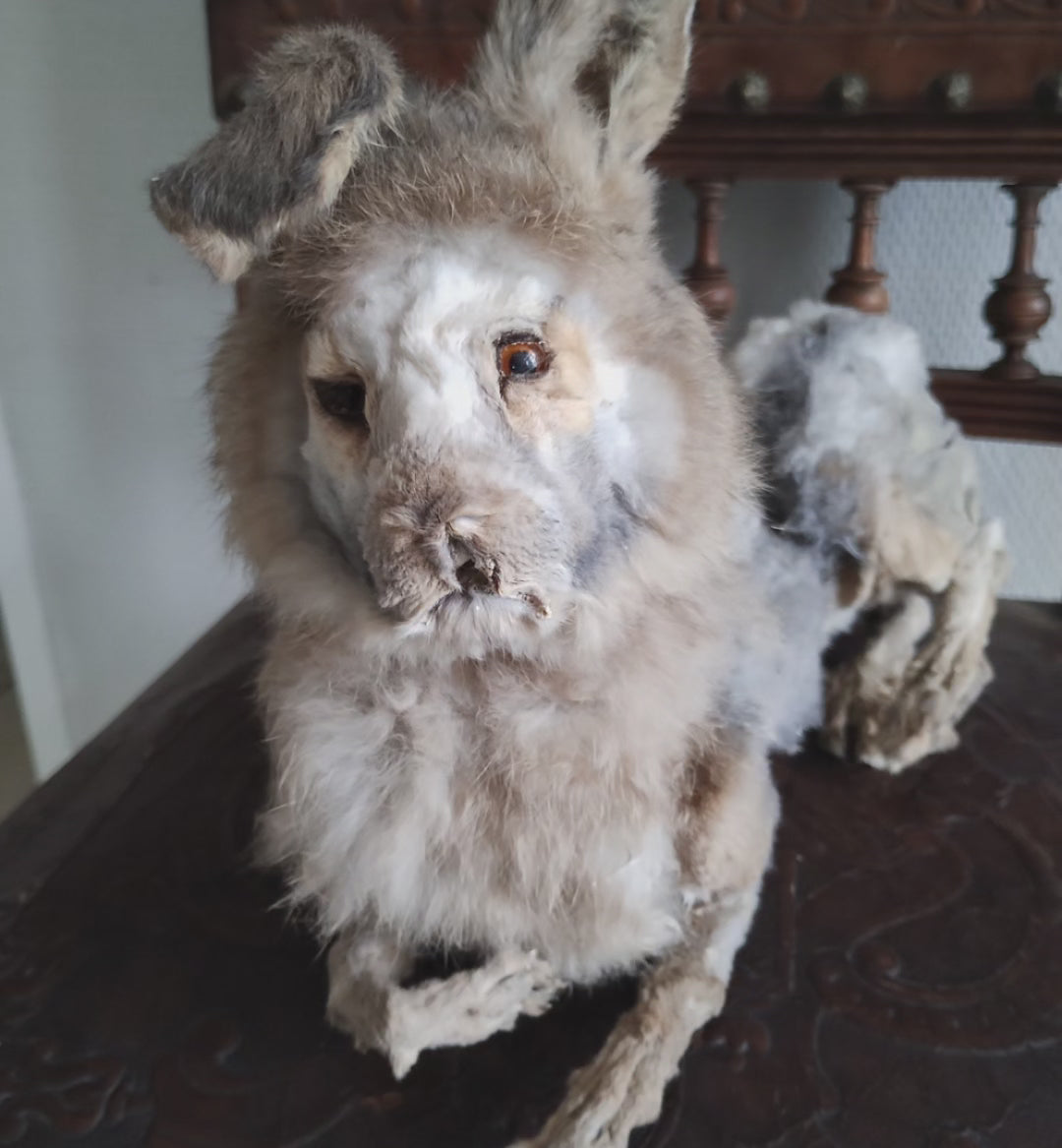 Rabbit-Lion taxidermy oddities