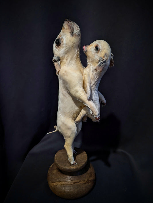Rare taxidermy of a Siamese Pig !