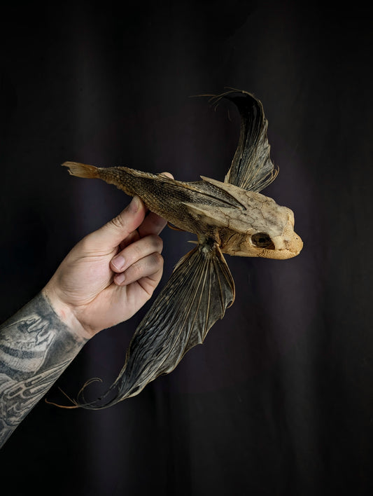 Old Rare Flying Fish Dactyloptena orientalis from Balicasag Island (Philippines)