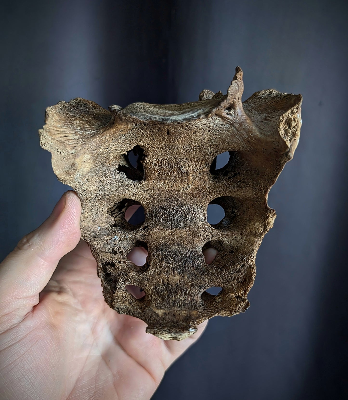 Antique Sacrum with dark patina