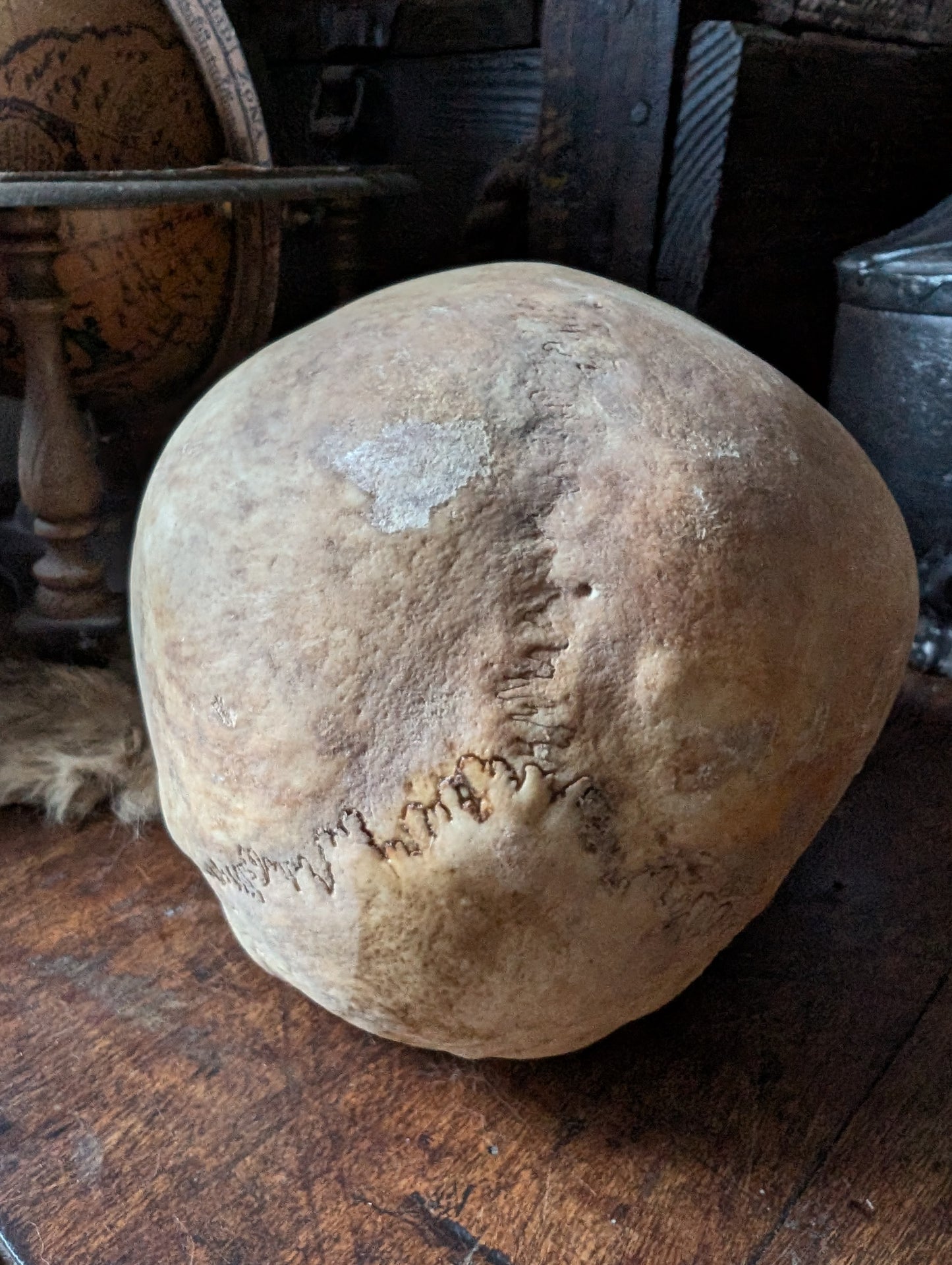 Antique female skull from the 19th century