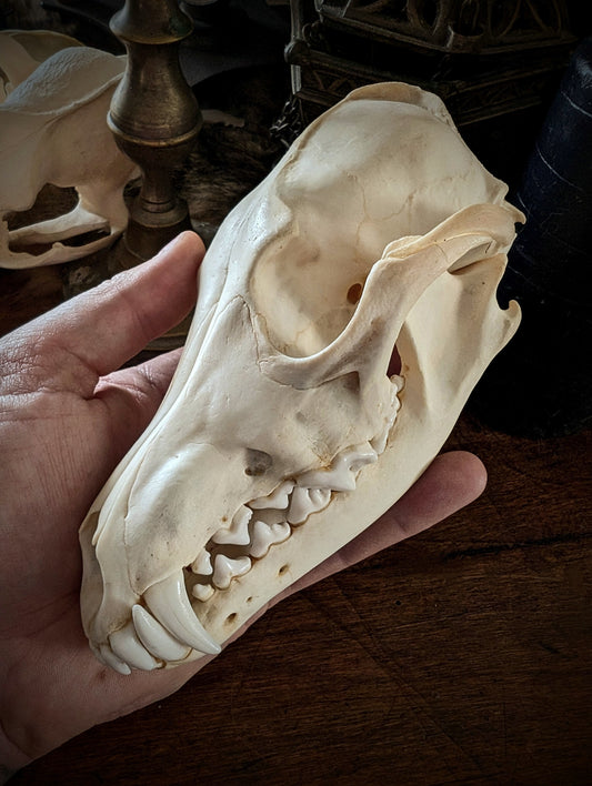 Coyote skull