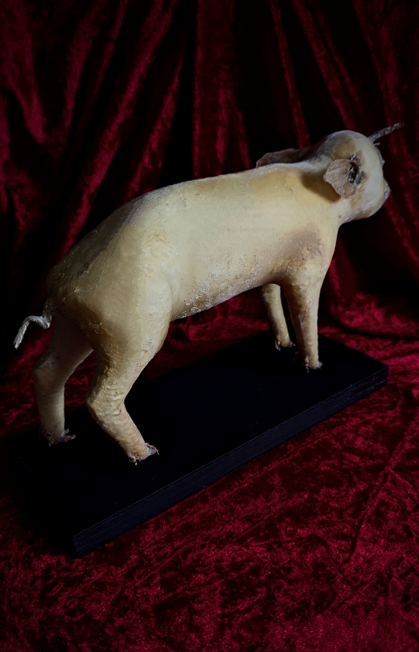 Rare Unicorn Cyclops Pig Taxidermy ! freak