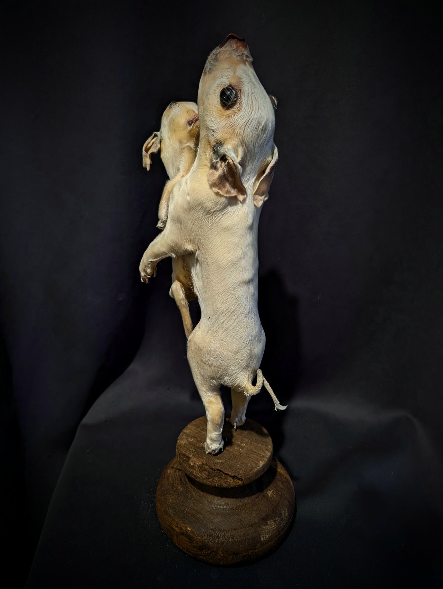 Rare taxidermy of a Siamese Pig !