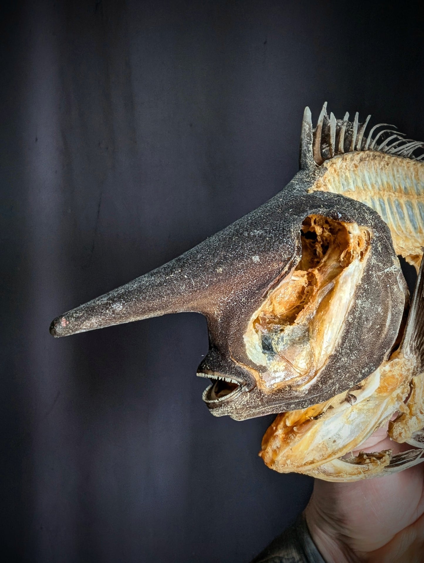 Naso brevirostris (Spotted Unicornfish) Skeleton 38cm