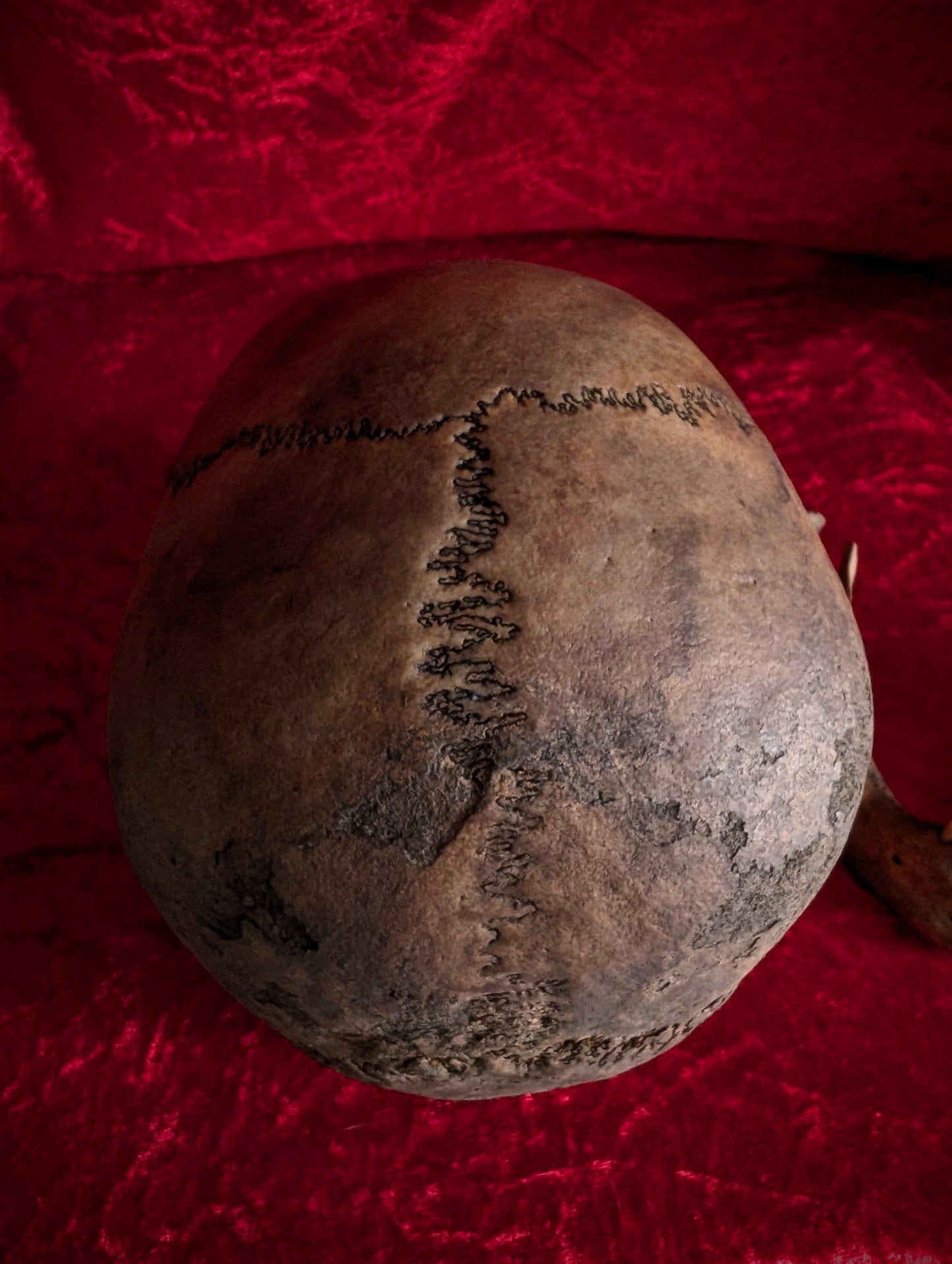 Antique dark male skull from Italy (19th century)