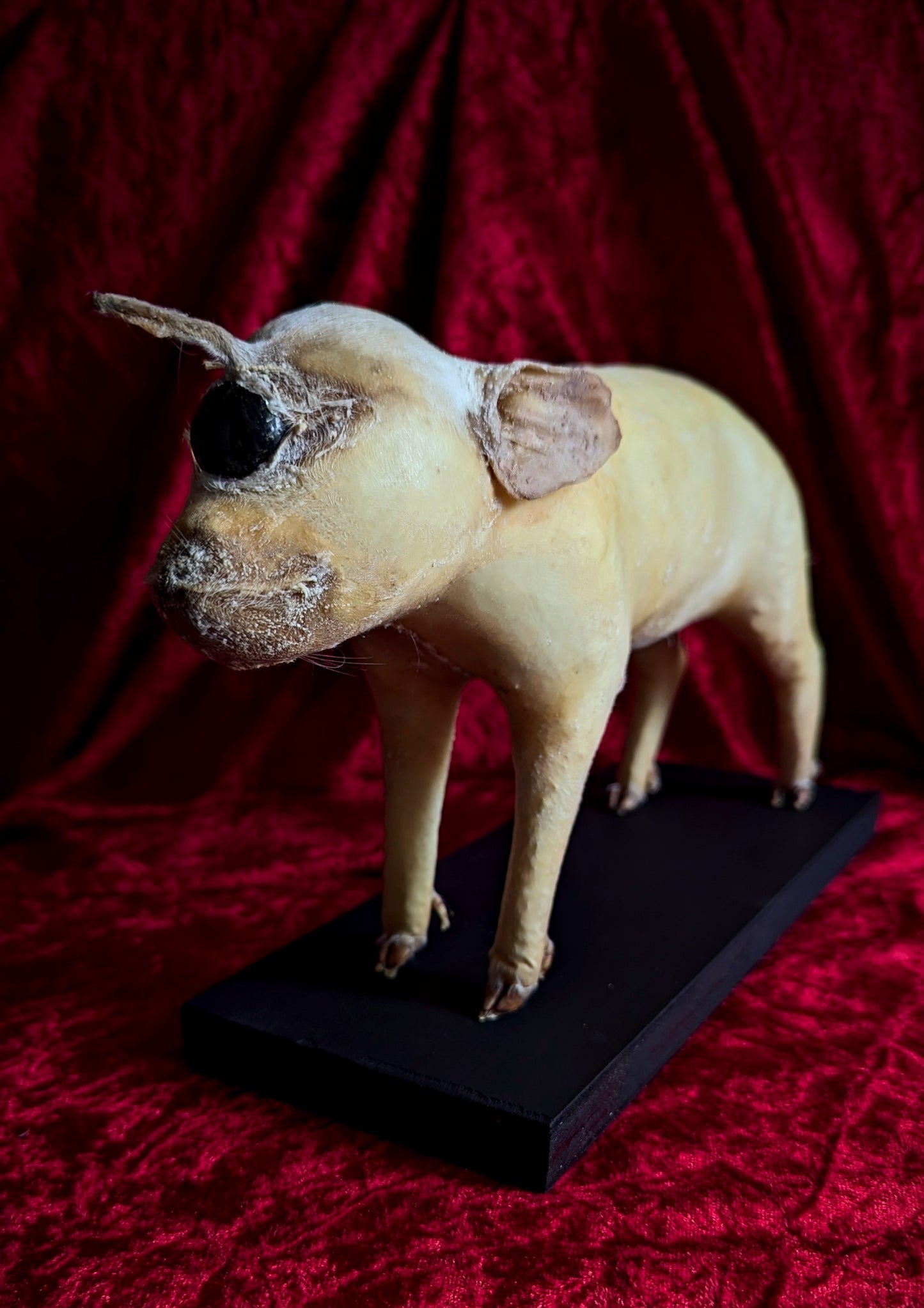 Rare Unicorn Cyclops Pig Taxidermy ! freak