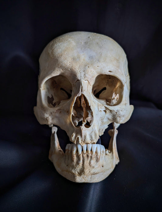An antique German skull from the late 19th century