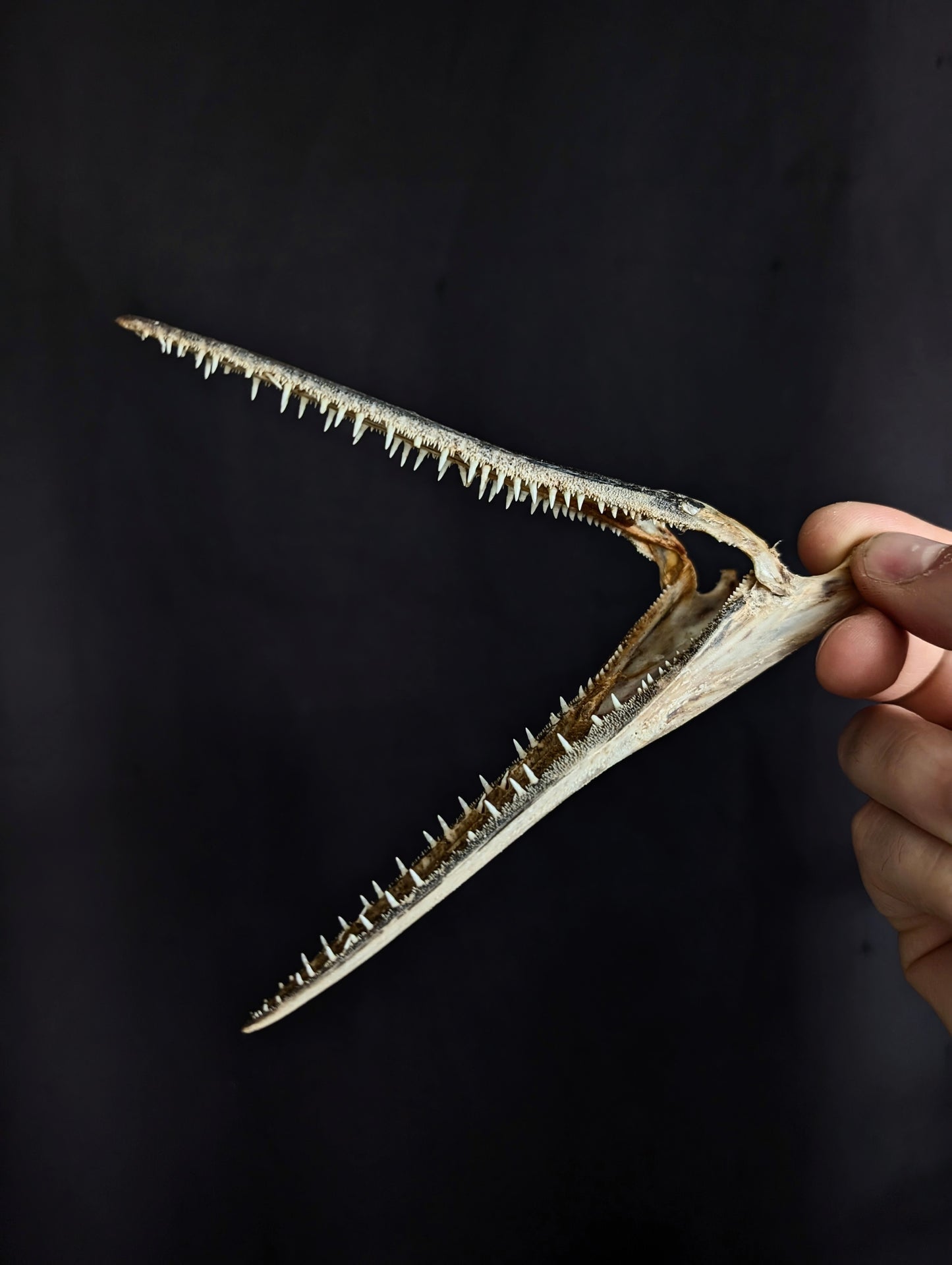 Garfish (Belone Belone) teeth