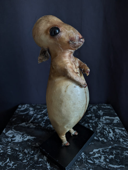 Rare thanatophore dwarfism pig taxidermy