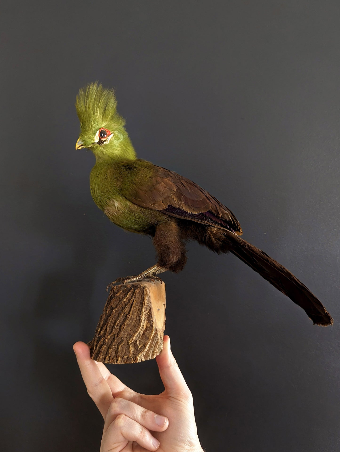 Taxidermy of Touraco