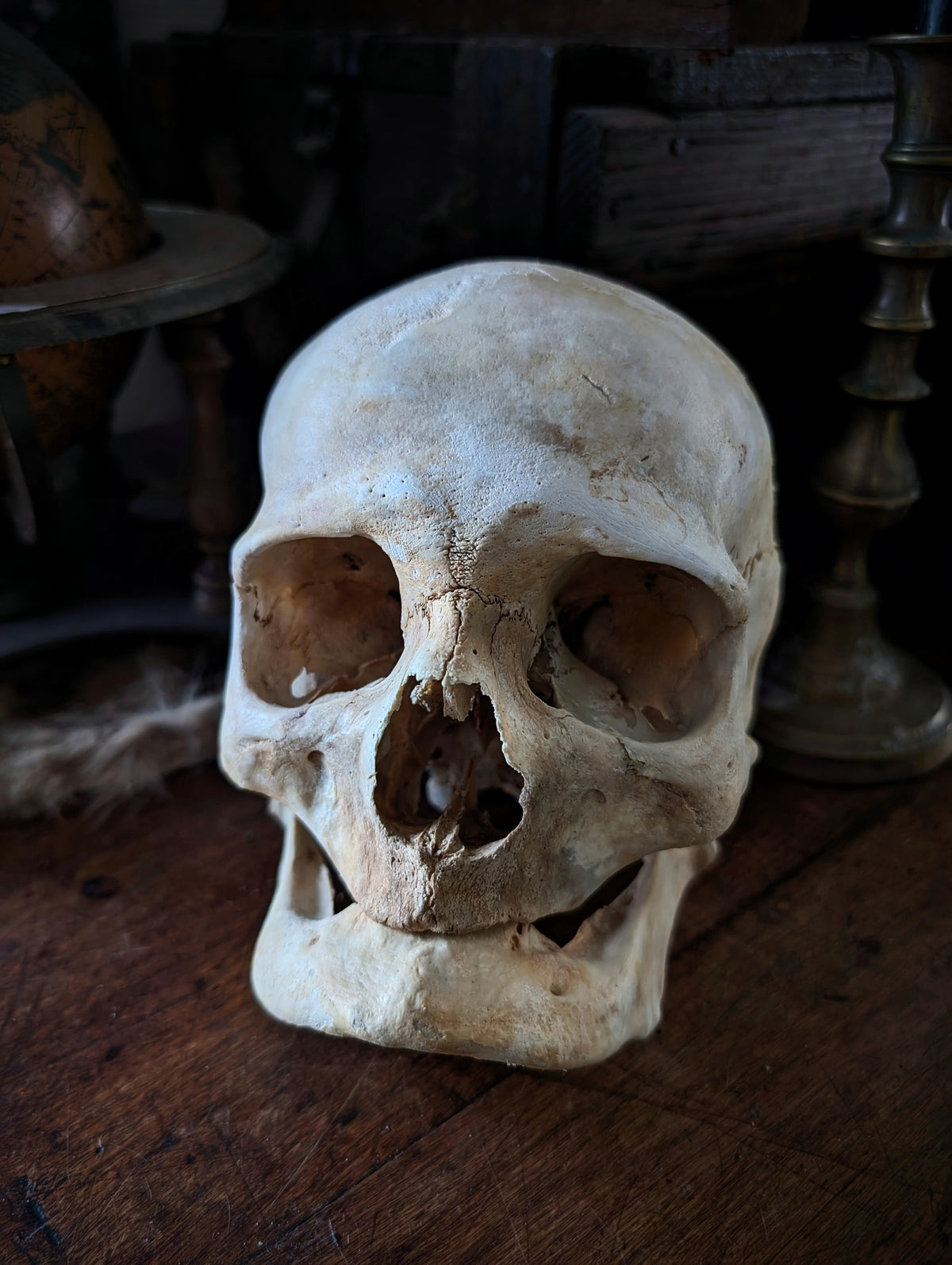Ancient geriatric male skull (late 19th century, Italy)