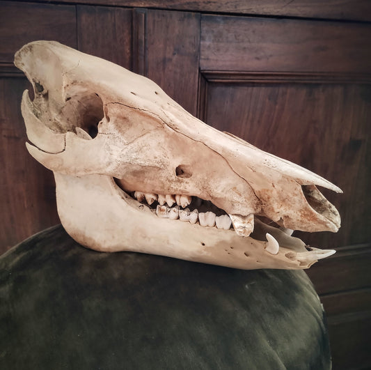 Wild Boar Skull