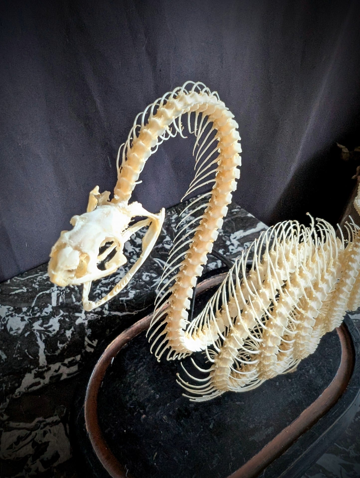 Mounted skeleton of a Bamboo Viper (Trimeresurus albolabris) on an antique Napoleon III base