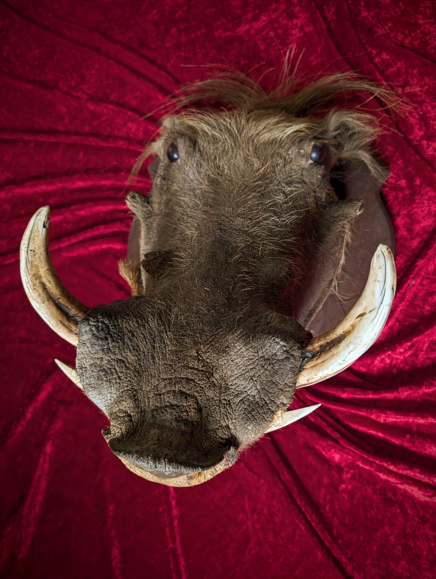 Warthog head, vintage taxidermy from the 1970's