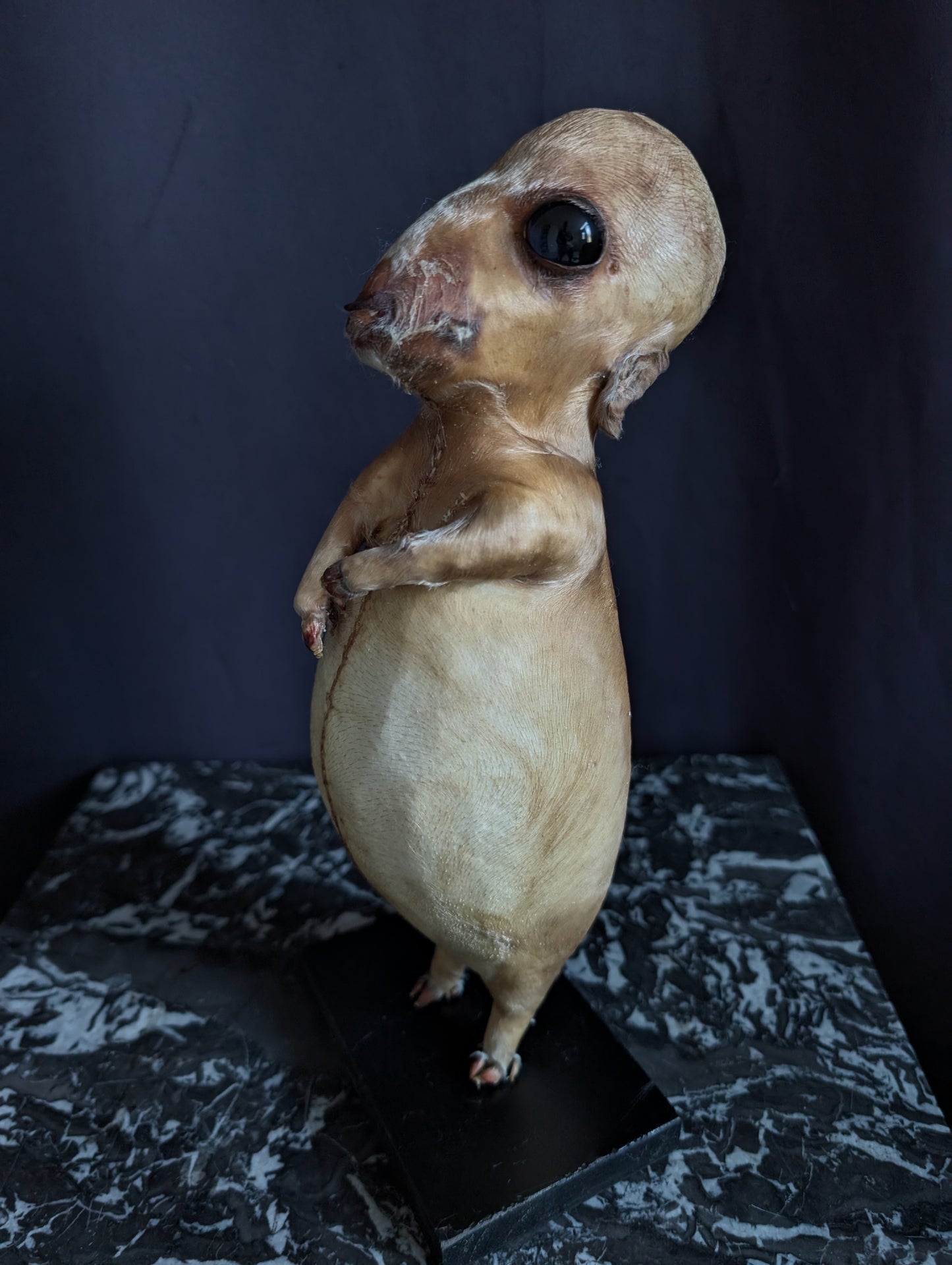 Rare thanatophore dwarfism pig taxidermy