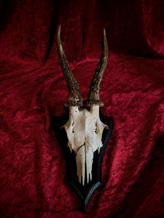 Antique Deer skull trophy #4
