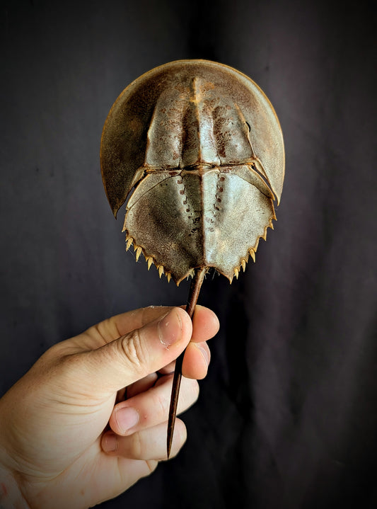 Horseshoe crab