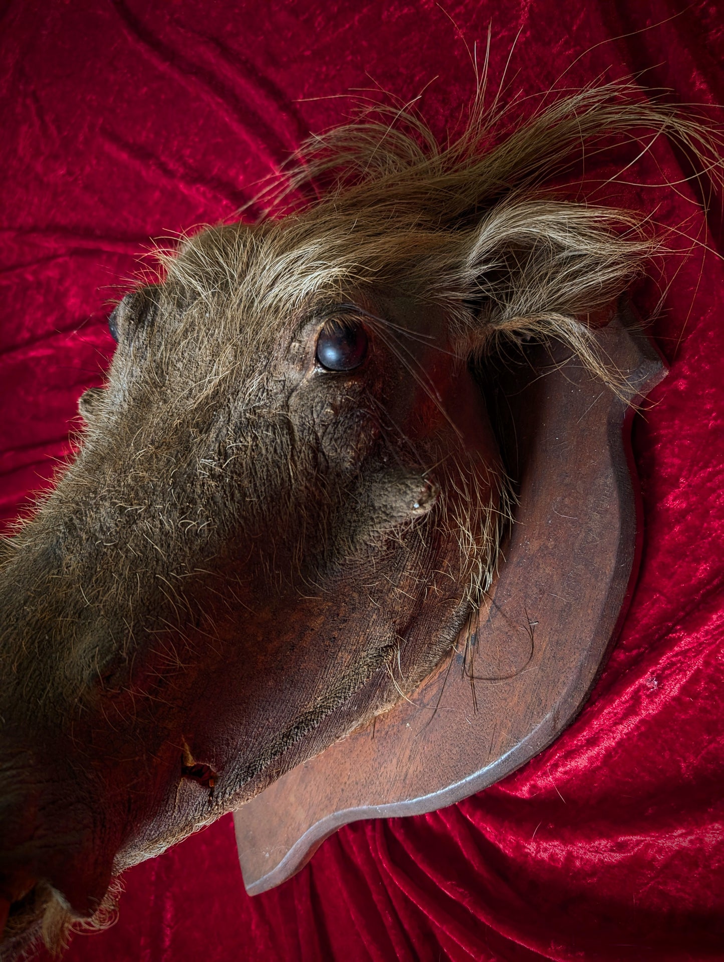 Warthog head, vintage taxidermy from the 1970's