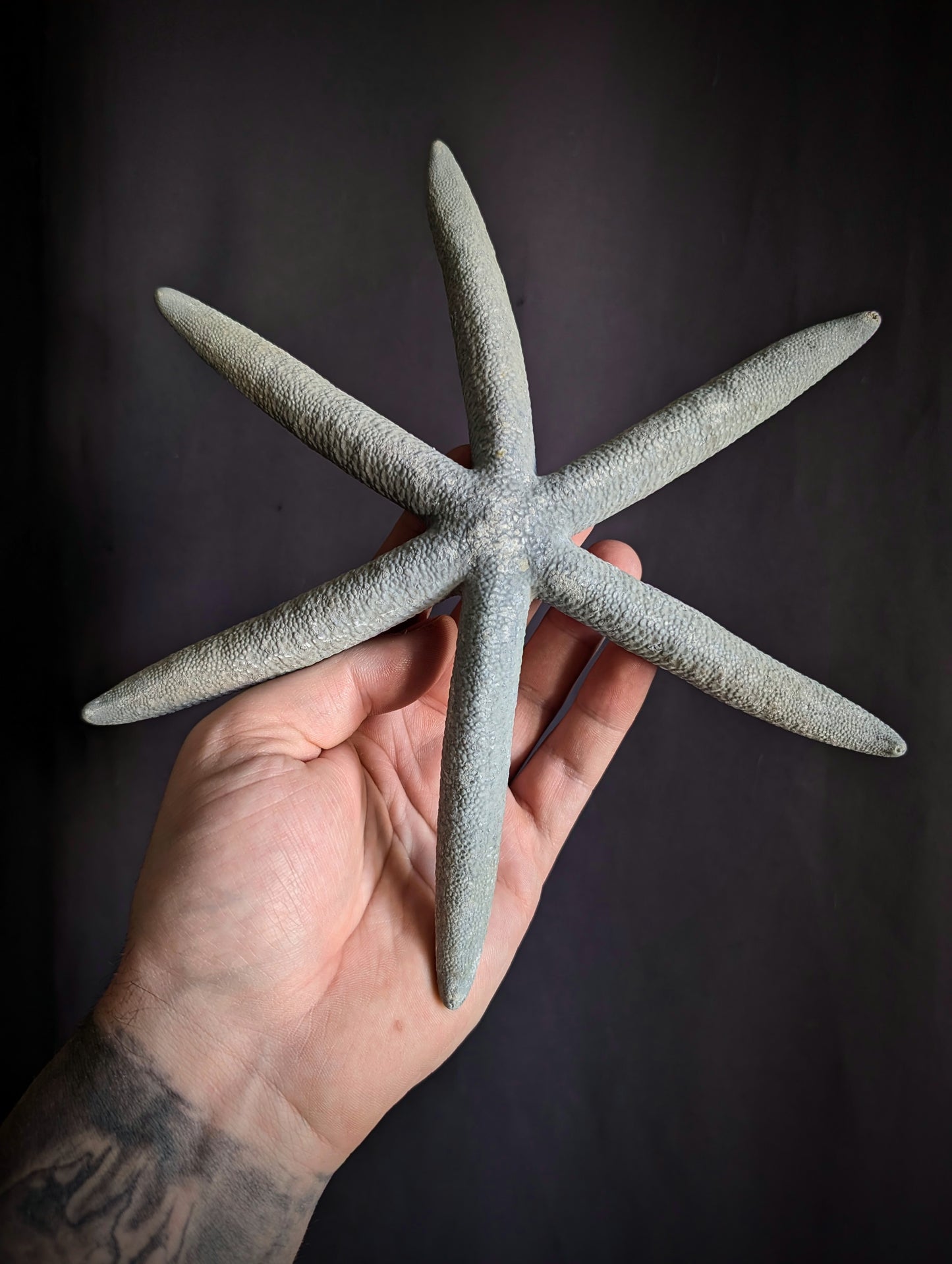 Linckia laevigata starfish from the Philippines with a natural anomaly (6 arms instead of 5)