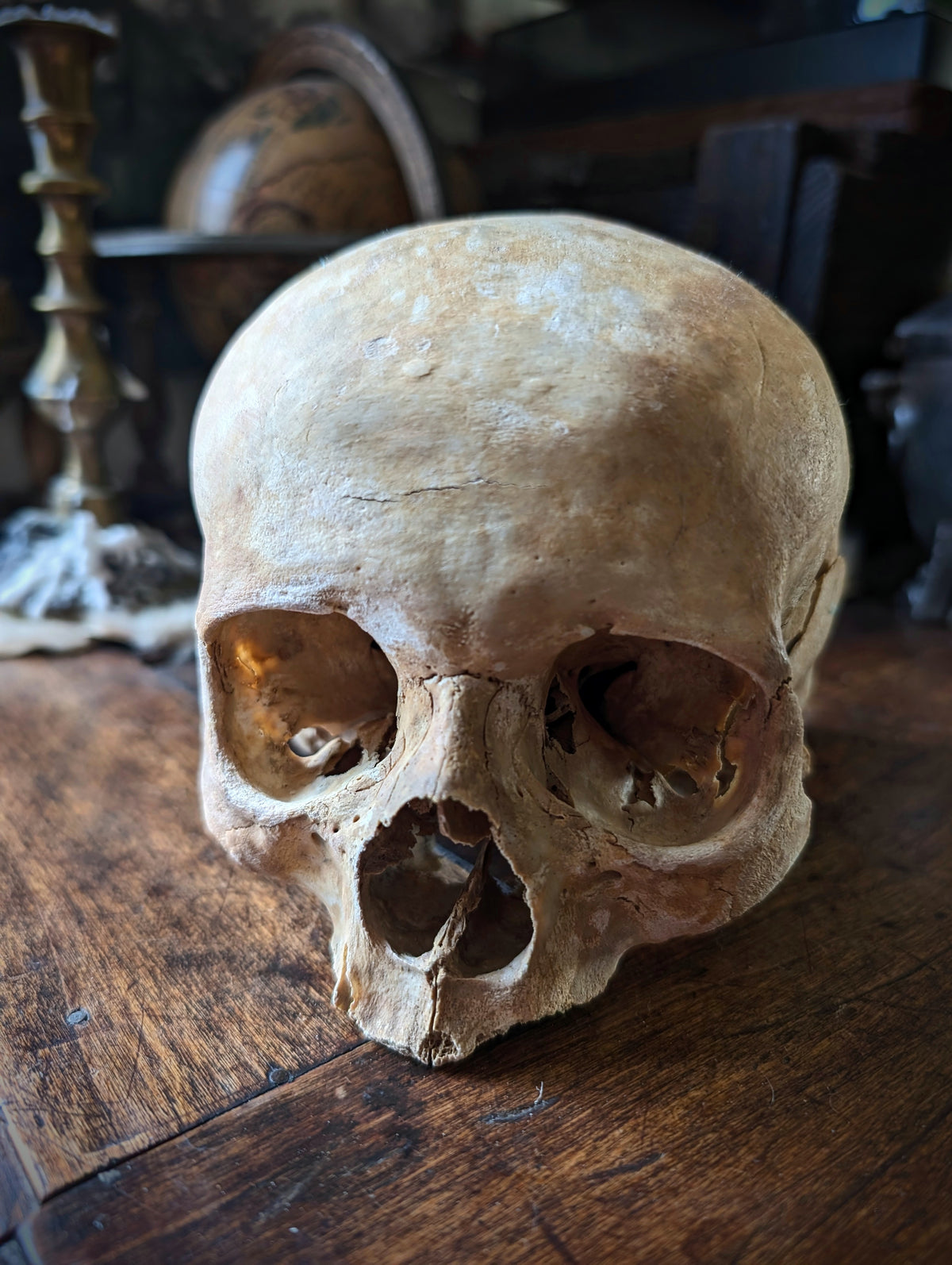 Antique female skull from Spain, late 19th century