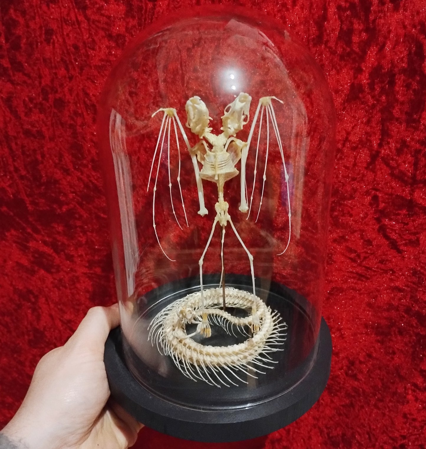 A two-headed Bat and Snake skeleton in globe