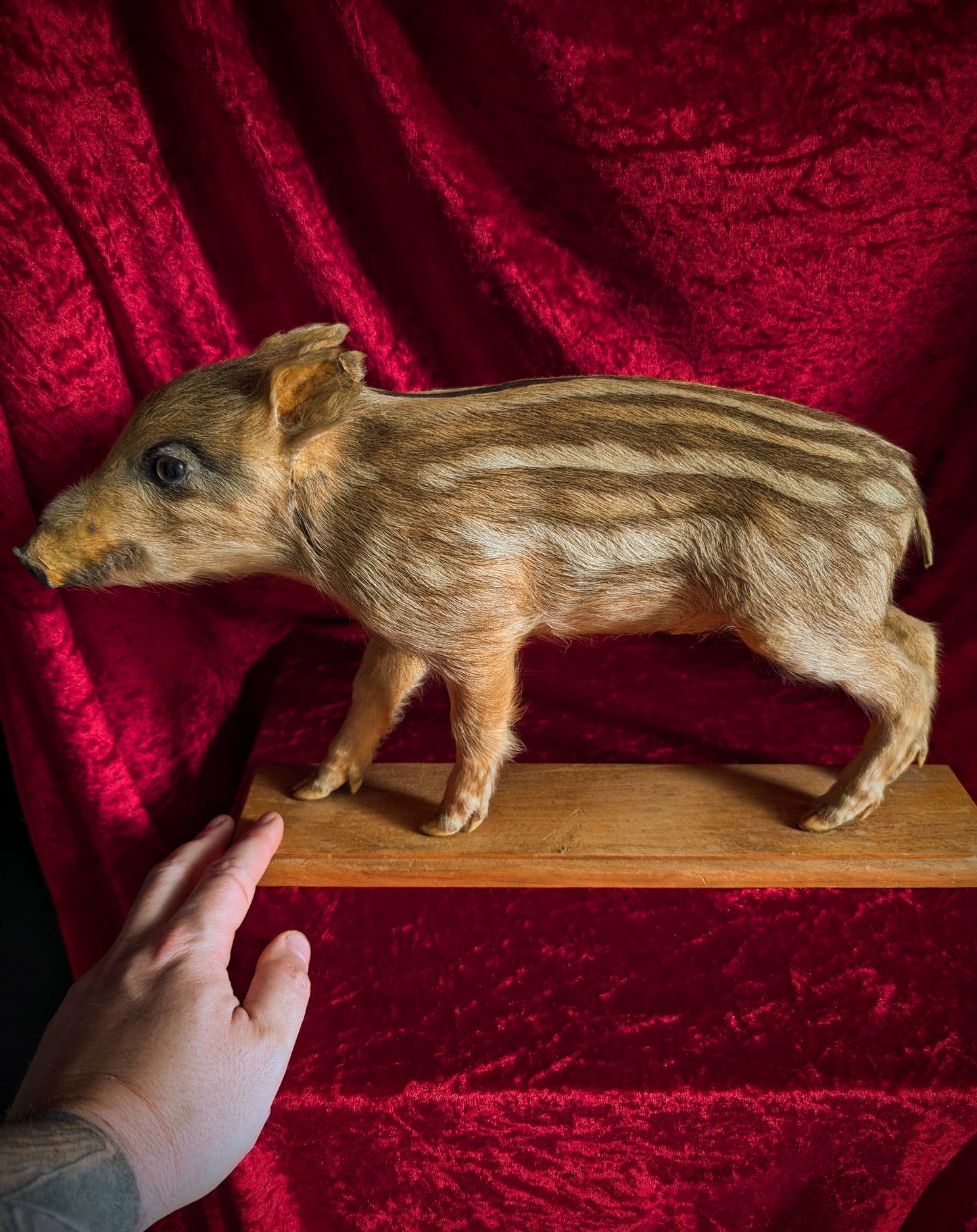 Antique Taxidermy Wild Boar Piglet