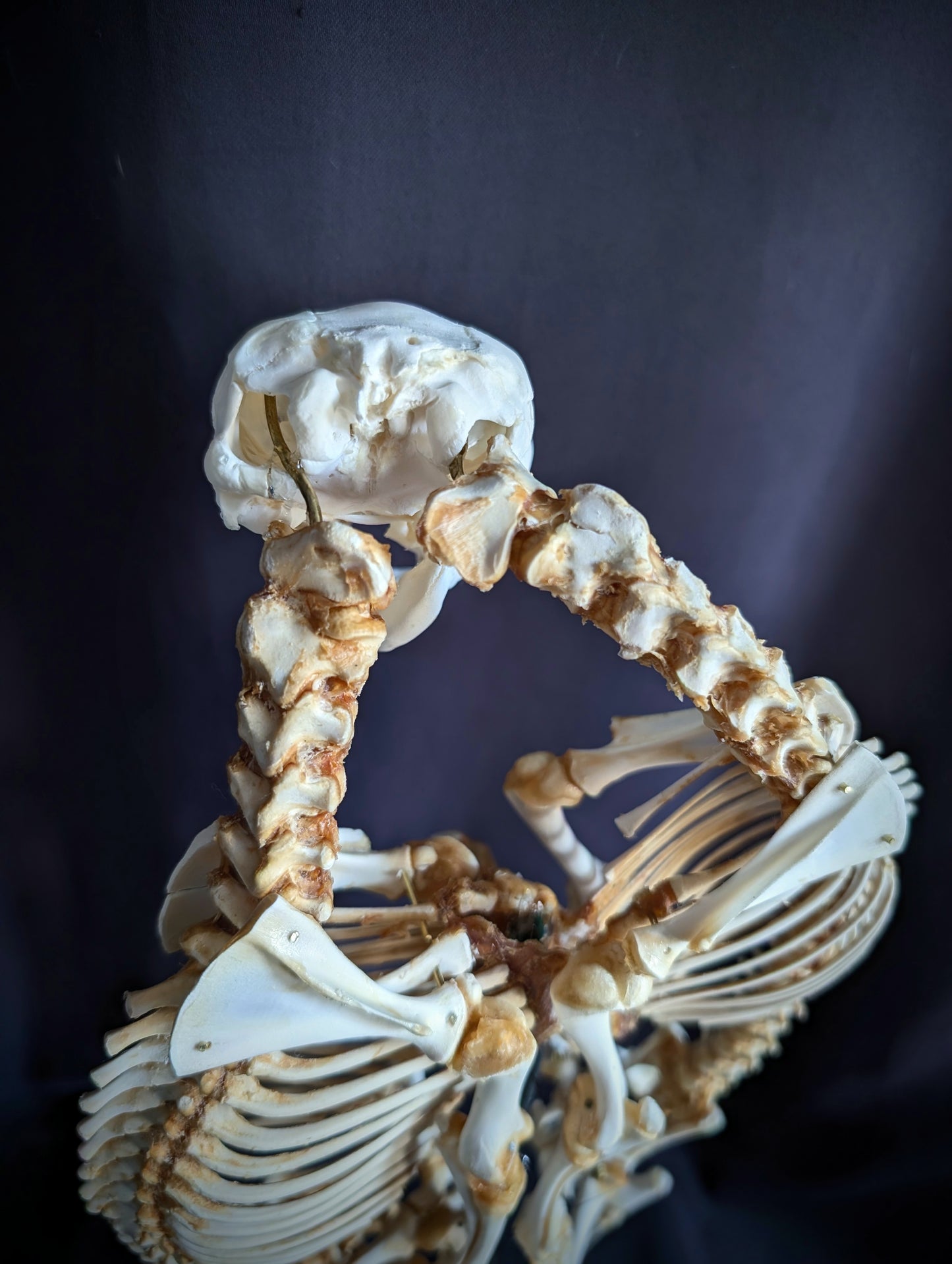 Exceptionally Rare conjoined twin sheep skeleton (Cephalothoracoventropagus).
Standing 60 cm (23.6 inches)