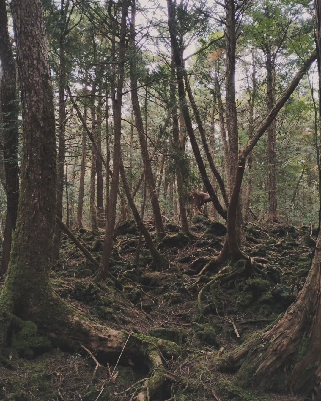 1 meter of white string from the Suicide Forest Aokigahara in Japan