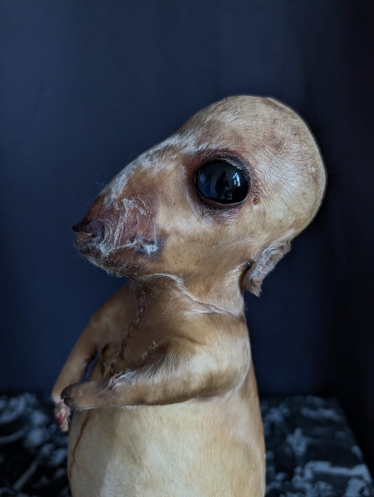 Rare thanatophore dwarfism pig taxidermy