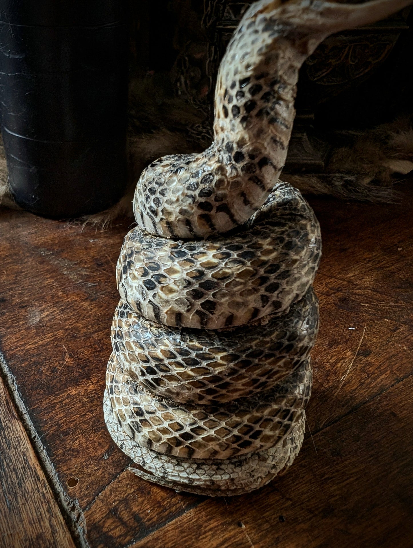 Old little snake taxidermy
