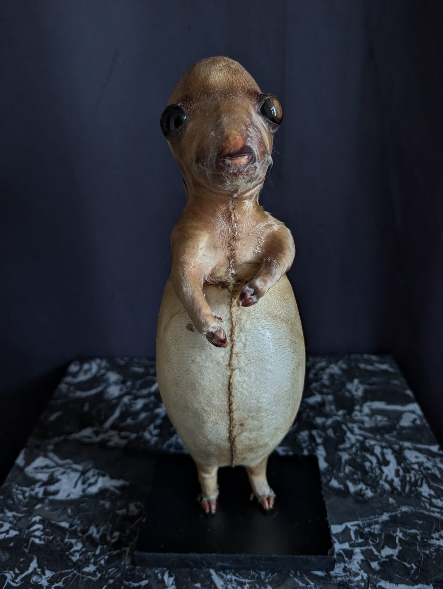 Rare thanatophore dwarfism pig taxidermy