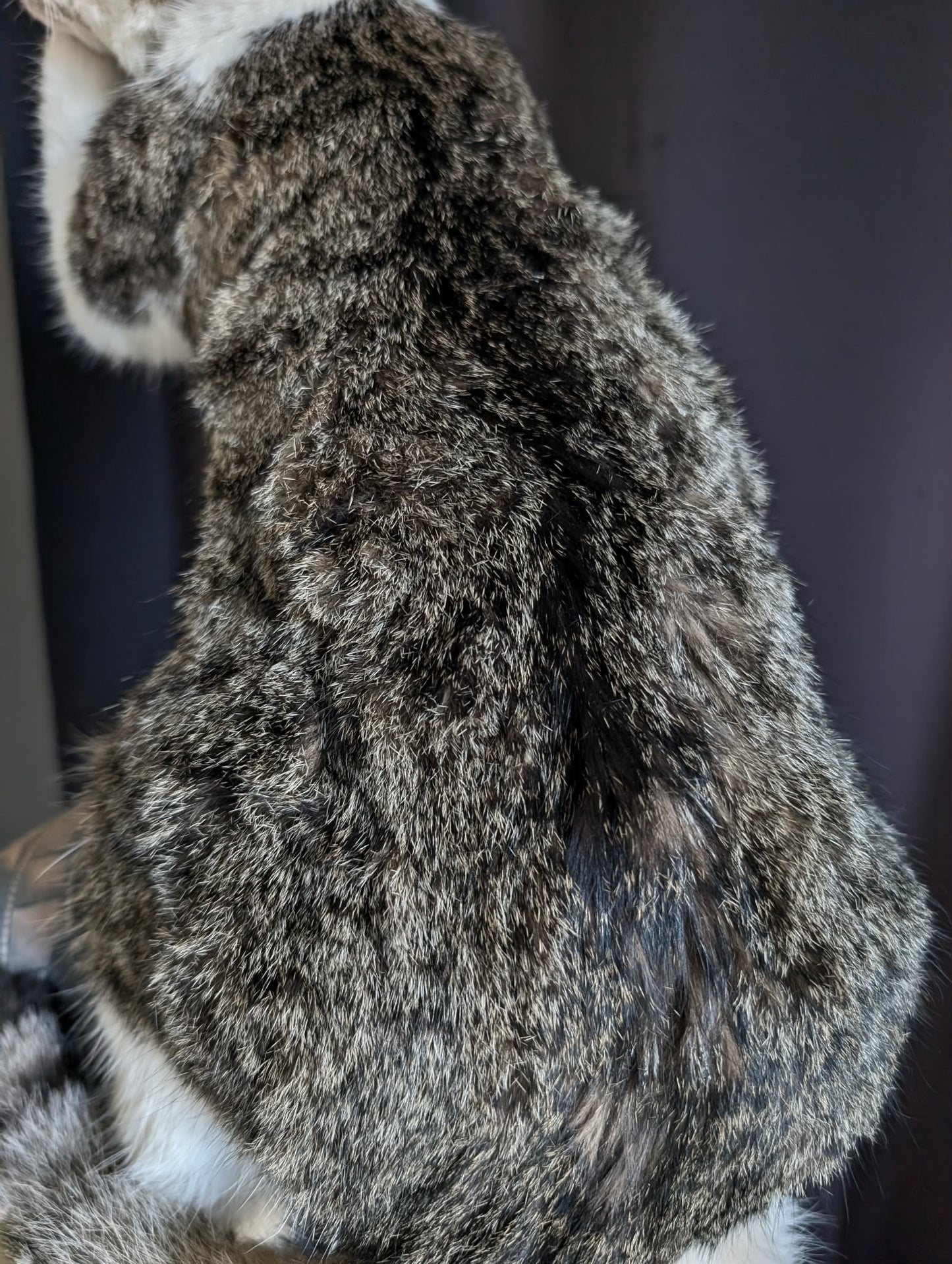Stunning cat taxidermy (professional quality)