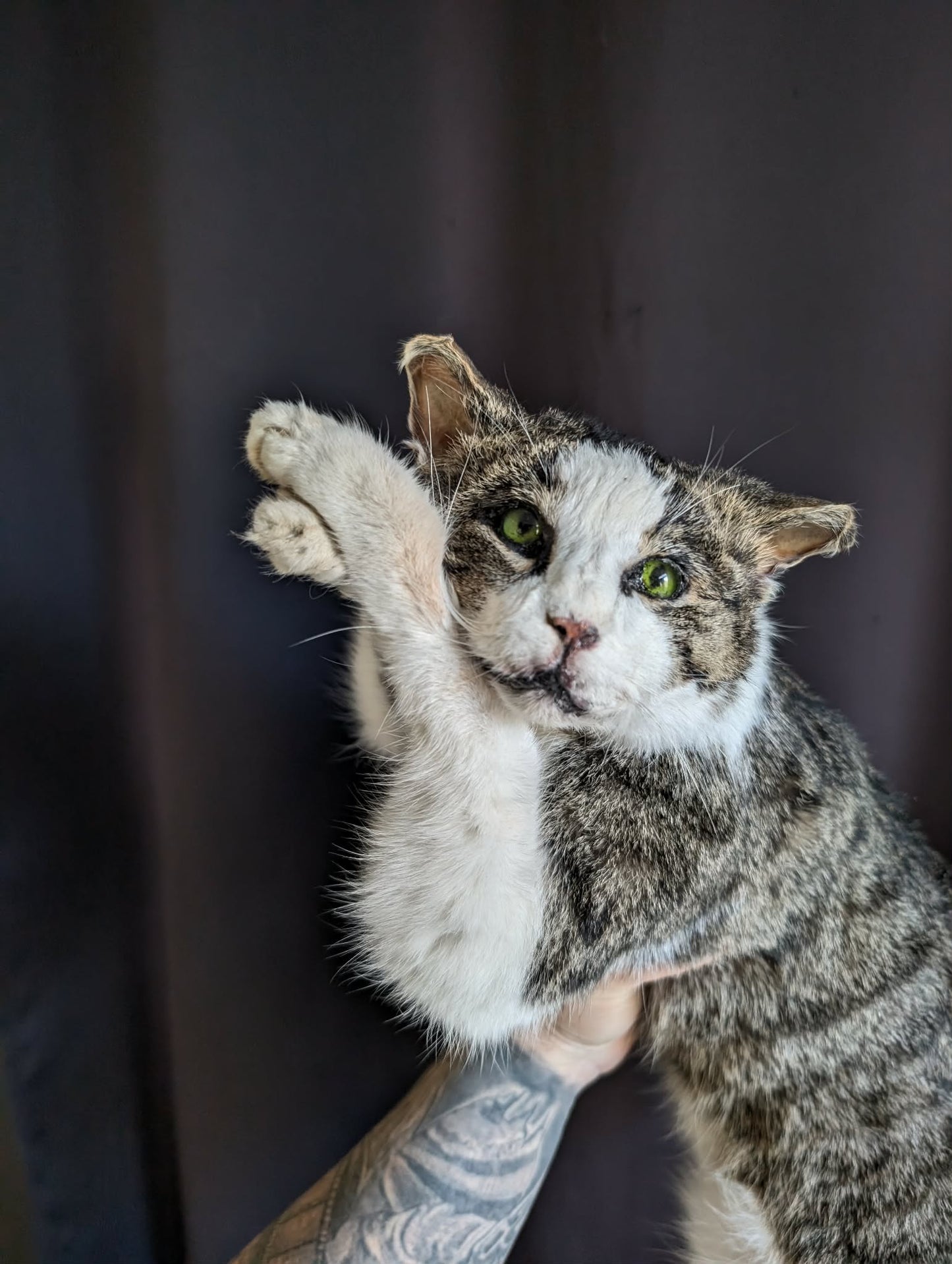 Stunning cat taxidermy (professional quality)