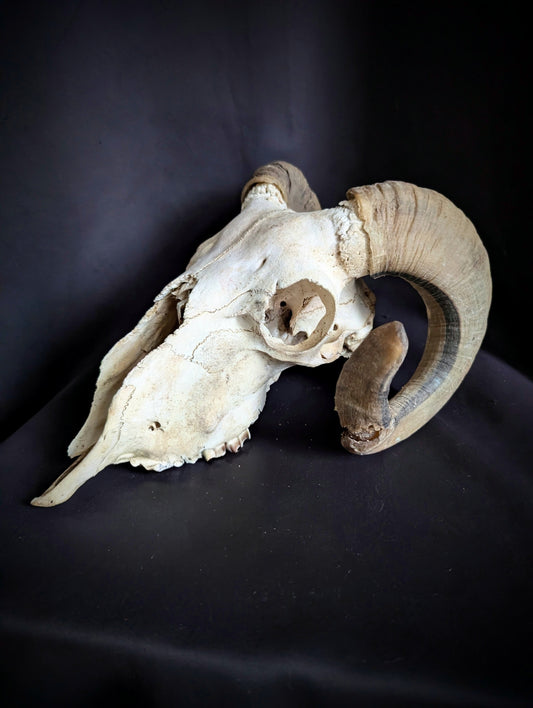 Antique sheep skull (early 20th century)