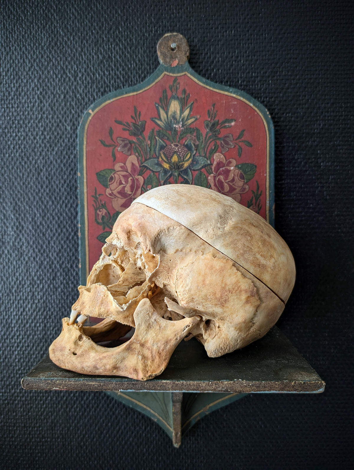 Sectioned skull from a private collection belonging to a doctor in Germany, 1915. Displayed on an antique Alpine folk art painted wooden wall shelf (Bauernmalerei)