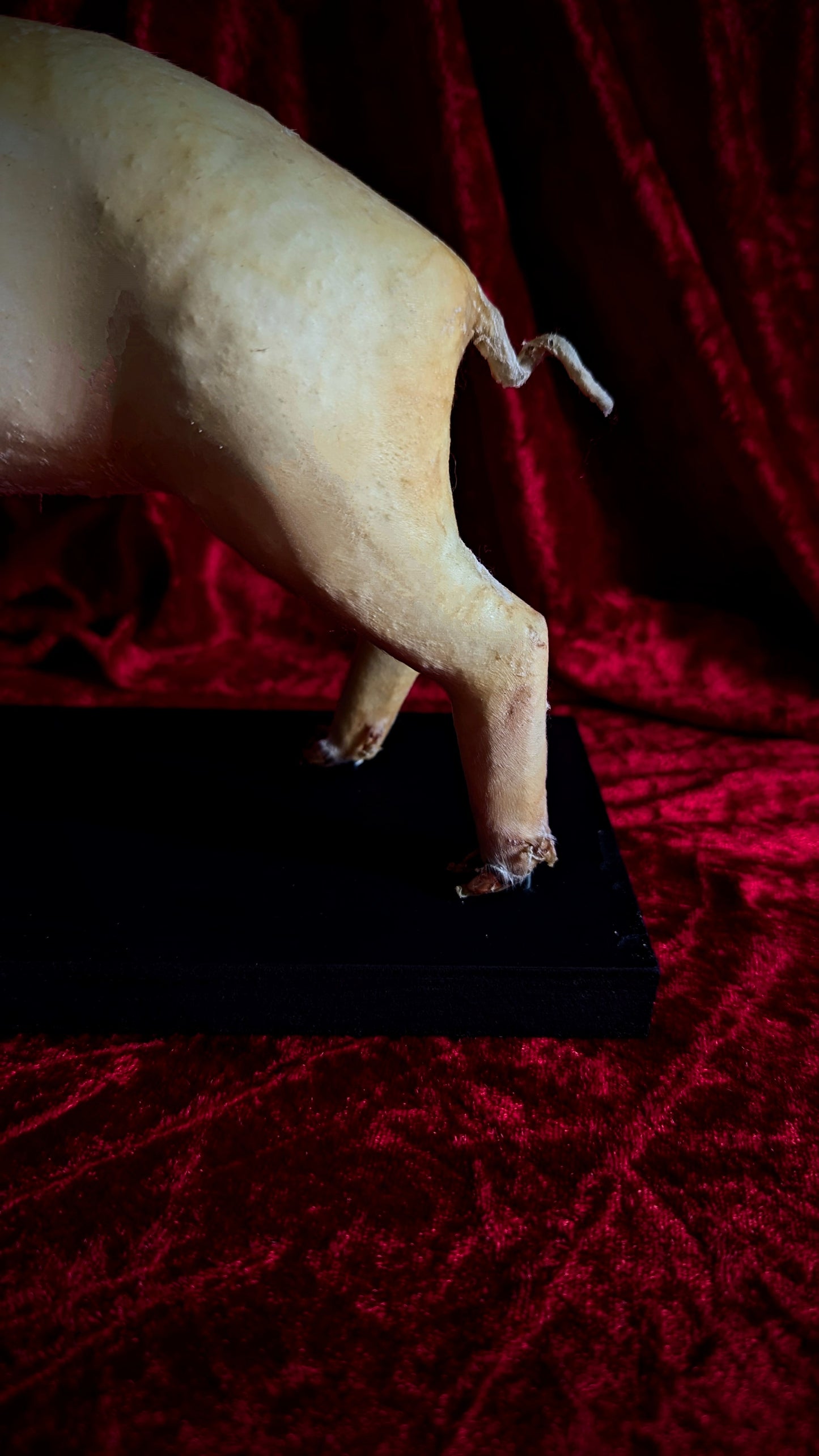 Rare Unicorn Cyclops Pig Taxidermy ! freak