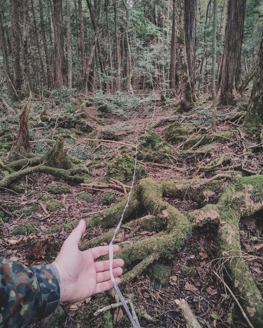 1 meter of white string from the Suicide Forest Aokigahara in Japan