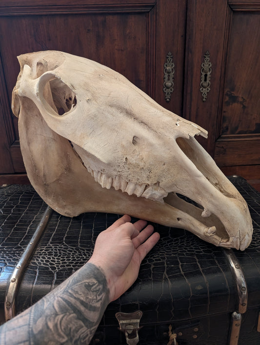 Old Horse Skull from 1950's