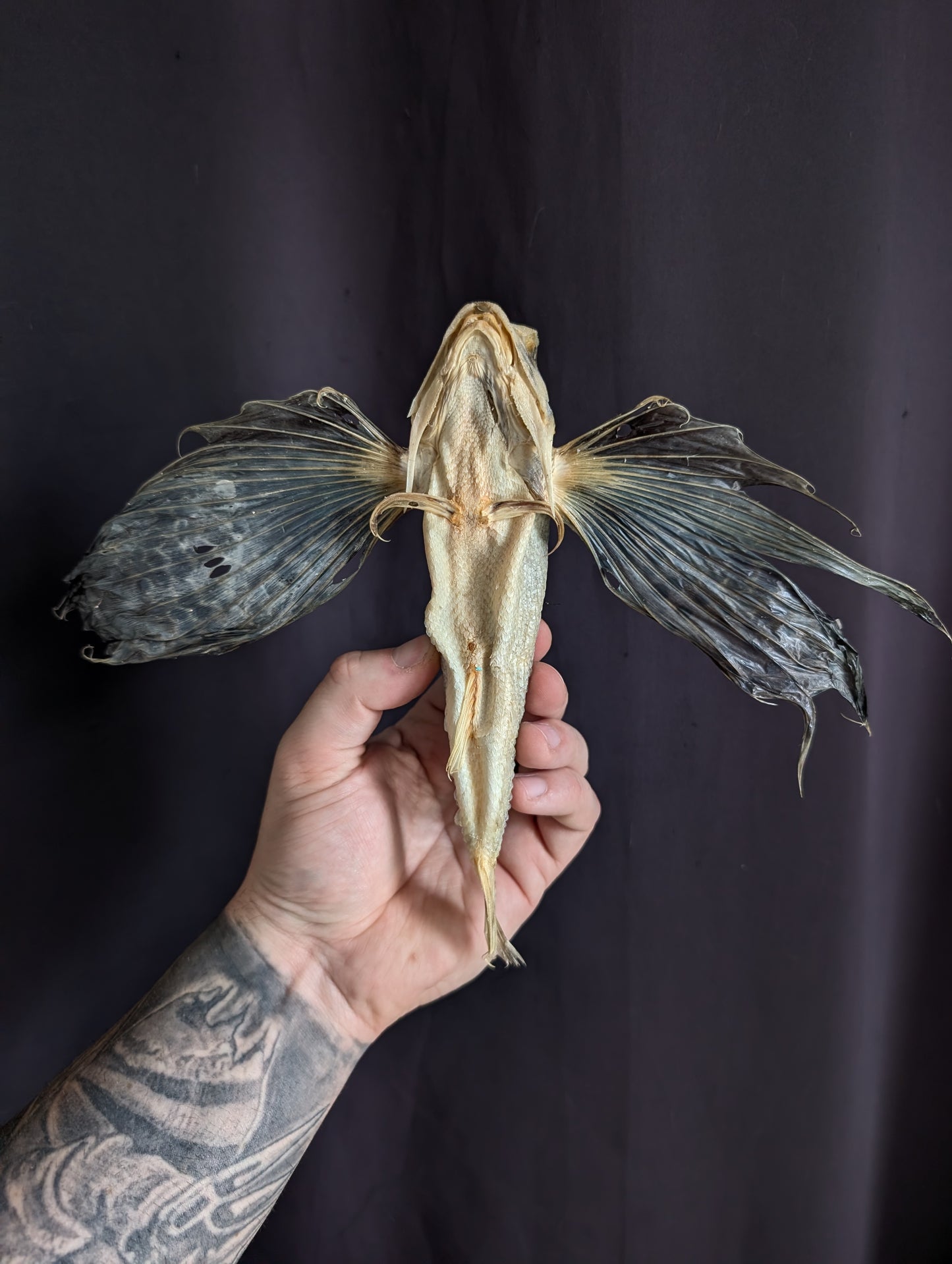 Old Rare Flying Fish taxidermy