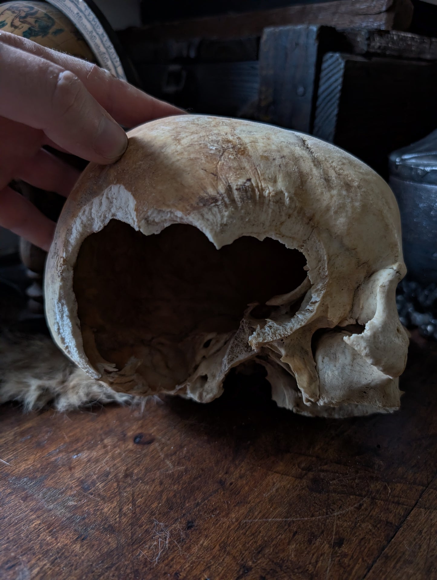 Antique female skull from the 19th century
