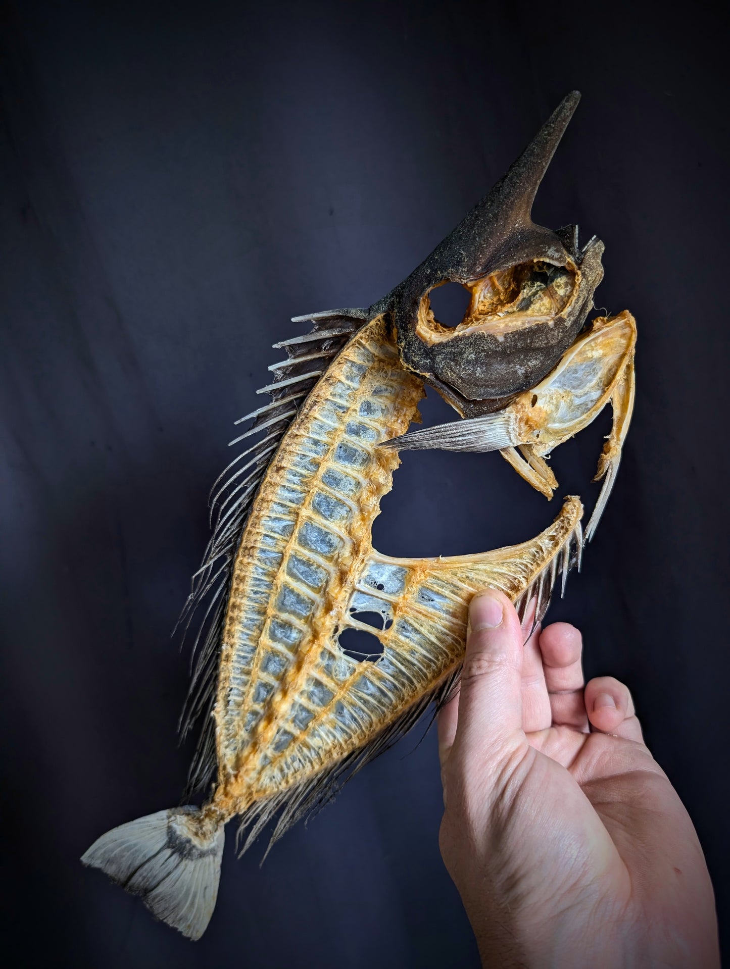 Naso brevirostris (Spotted Unicornfish) Skeleton 38cm