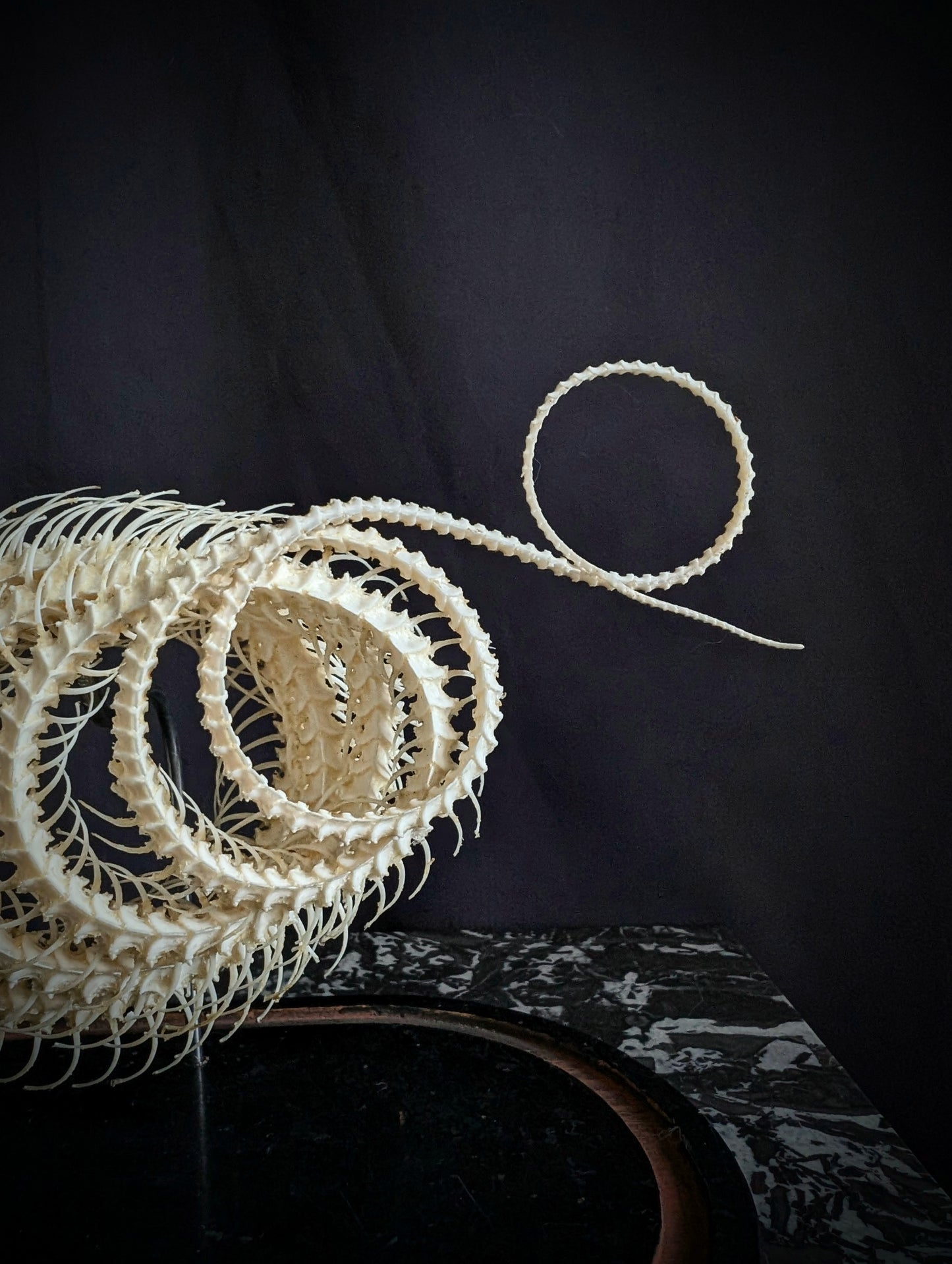 Mounted skeleton of a Bamboo Viper (Trimeresurus albolabris) on an antique Napoleon III base