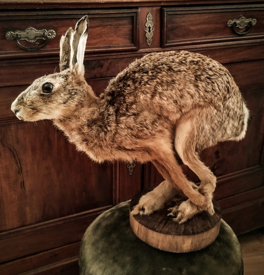 Hare taxidermy