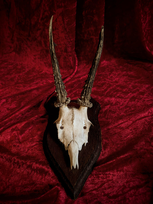 Antique Deer skull trophy #1